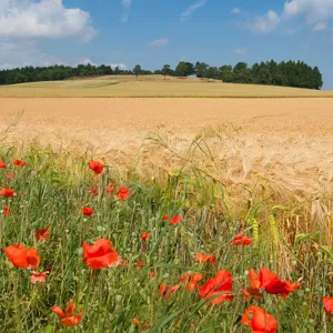 Sommermark