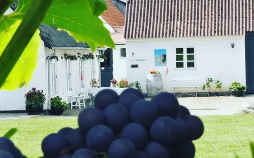 Kimsebjerg Vingård