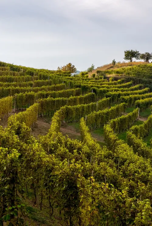 vinmarker i Piemonte.webp